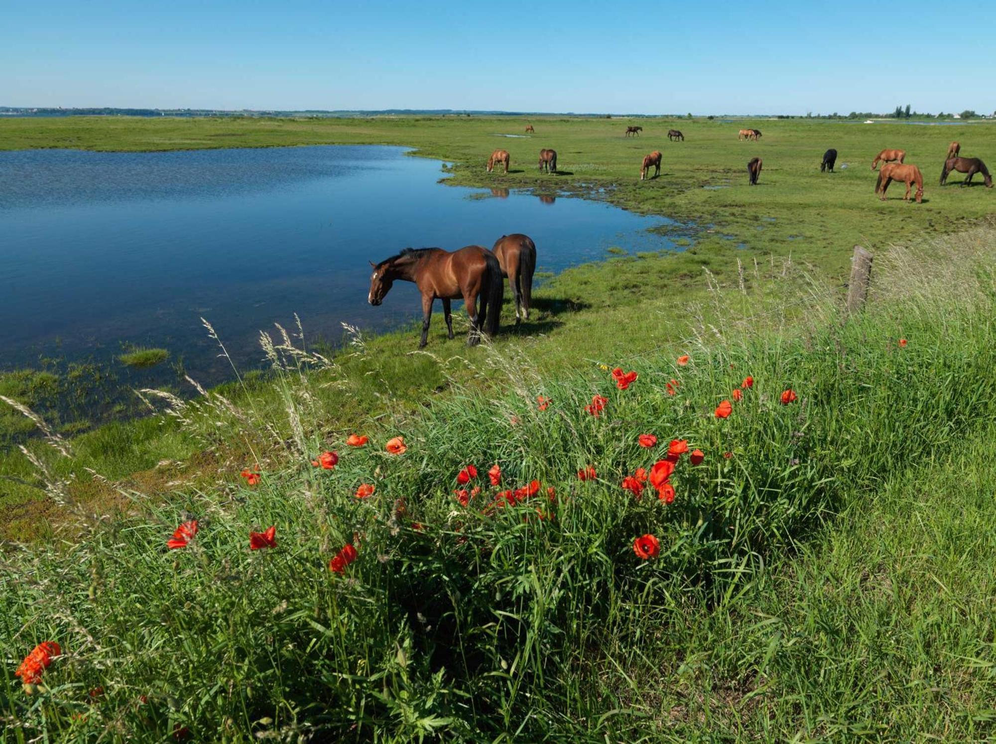 Buchenweg Whg.24, Friese, Eg Re Insel Poel Exterior foto